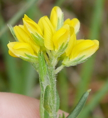 Genista hispanica