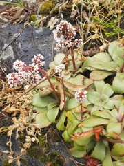 Crassula orbicularis