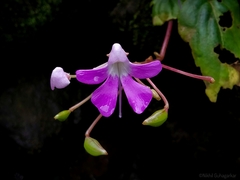 Impatiens acaulis