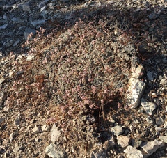 Eriogonum wrightii subscaposum