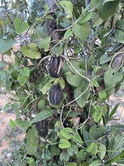 Aristolochia baetica