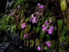 Impatiens acaulis