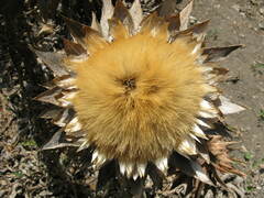 Carlina acanthifolia