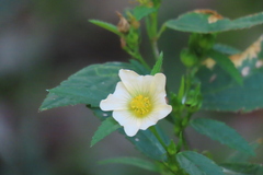 Sida ulmifolia