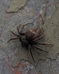 Emertonella taczanowskii