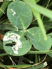 Liriomyza fricki