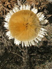 Carlina acanthifolia