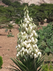 Yucca decipiens