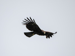 Ictinaetus malaiensis