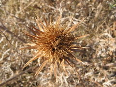 Carlina graeca