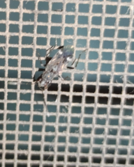 Elasmolomus squalidus