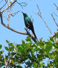 Nectarinia famosa