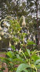 Mirabilis longiflora