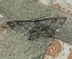 Cyclophora nanaria
