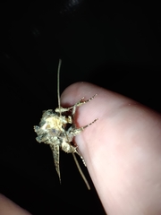 Neumichtis