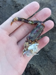 Grapsus adscensionis