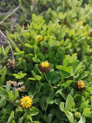 Trifolium spadiceum