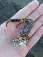 Grapsus adscensionis