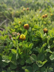 Trifolium spadiceum