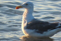 Larus fuscus graellsii
