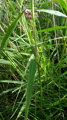 Papilio machaon britannicus