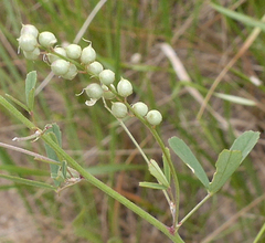 Melilotus officinalis