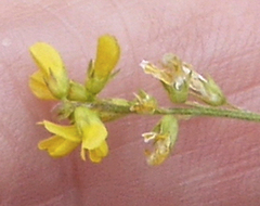 Melilotus officinalis