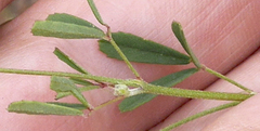 Melilotus officinalis