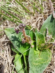 Ledebouria ovatifolia