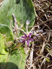 Ledebouria ovatifolia