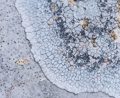 Pyrenodesmia chalybaea