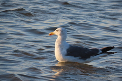 Larus fuscus graellsii