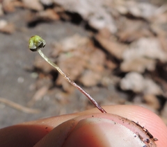 Asterella tenella