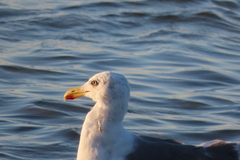 Larus fuscus graellsii