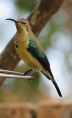 Nectarinia famosa famosa