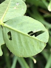 Liriomyza fricki
