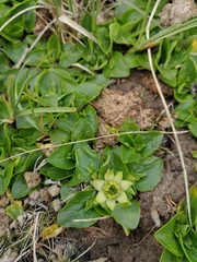 Caltha sagittata