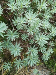 Euphorbia dendroides