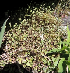 Asterella tenella