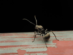 Polyrhachis illaudata