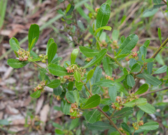 Dodonaea viscosa cuneata