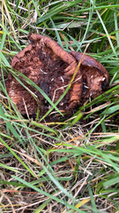 Tricholoma fracticum