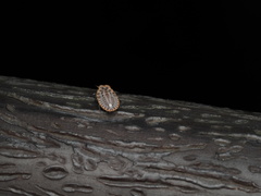 Drosicha