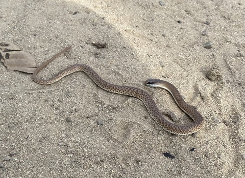 Eastern Rufous Beaked Snake