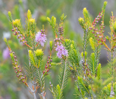 Melaleuca decussata