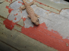 Hemiphyllodactylus hongkongensis