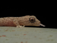 Hemiphyllodactylus hongkongensis