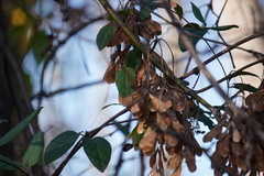 Acer negundo