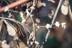 Persicaria perfoliata