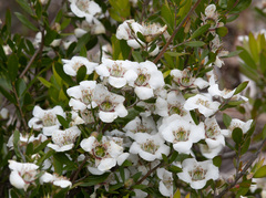 Leptospermum turbinatum